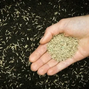 Graszaden