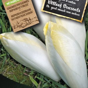 Witloof Brussels