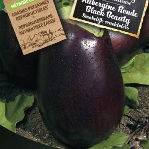 Aubergine Ronde Black Beauty