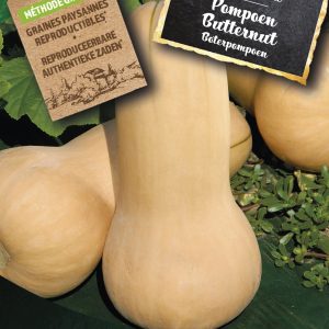 Pompoen Butternut