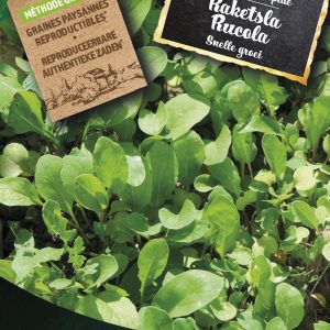 Raketsla Rucola