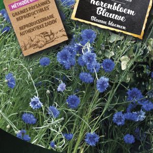 Korenbloem Blauwe