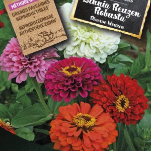 Zinnia Reuzen Robusta