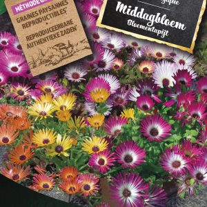Middagbloem