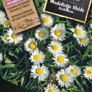 Madeliefje Weide
