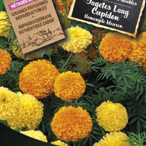 Tagetes Laag Cupidon