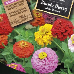 Zinnia Dwerg